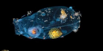 فوتوغرافيا – الجائزة الكبرى تتحدّث الإيطالية .. وتُبهِر الجمهور