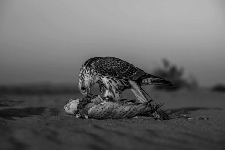 فاطمة الموسى – الإمارات العربية المتحدة​ ​ ​ – جائزة الشخصية الفوتوغرافية الواعدة