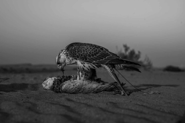 فاطمة الموسى – الإمارات العربية المتحدة​ ​ ​ – جائزة الشخصية الفوتوغرافية الواعدة