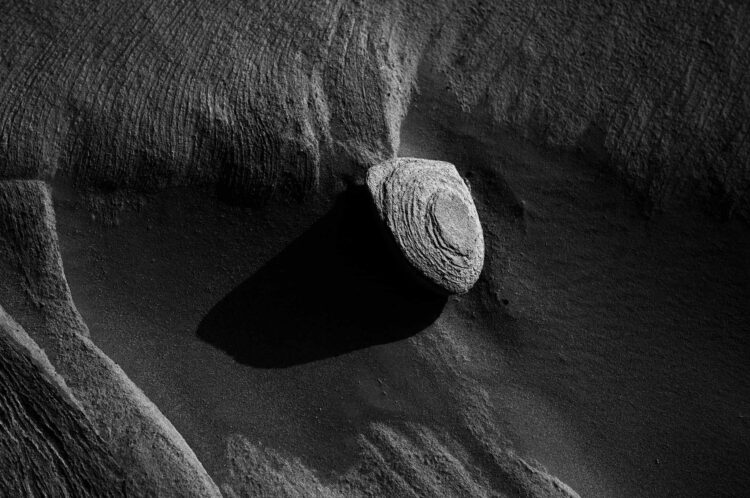 فاطمة الموسى – الإمارات العربية المتحدة​ ​ ​ – جائزة الشخصية الفوتوغرافية الواعدة