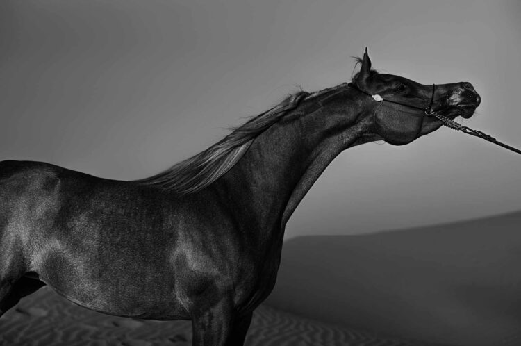 فاطمة الموسى – الإمارات العربية المتحدة​ ​ ​ – جائزة الشخصية الفوتوغرافية الواعدة