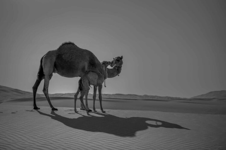 فاطمة الموسى – الإمارات العربية المتحدة​ ​ ​ – جائزة الشخصية الفوتوغرافية الواعدة