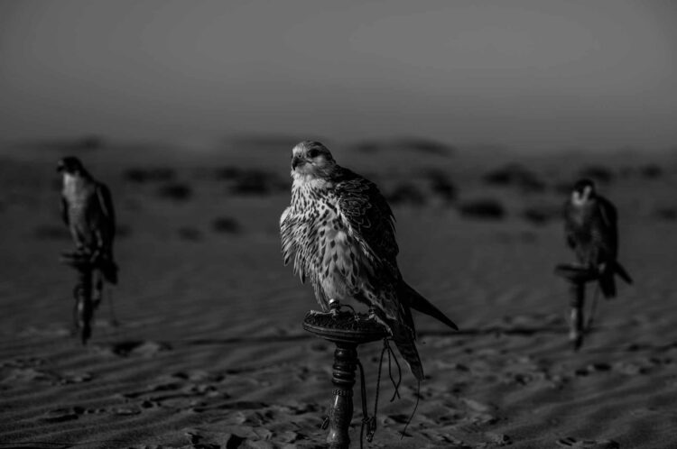 فاطمة الموسى – الإمارات العربية المتحدة​ ​ ​ – جائزة الشخصية الفوتوغرافية الواعدة