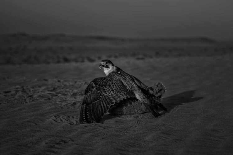 فاطمة الموسى – الإمارات العربية المتحدة​ ​ ​ – جائزة الشخصية الفوتوغرافية الواعدة