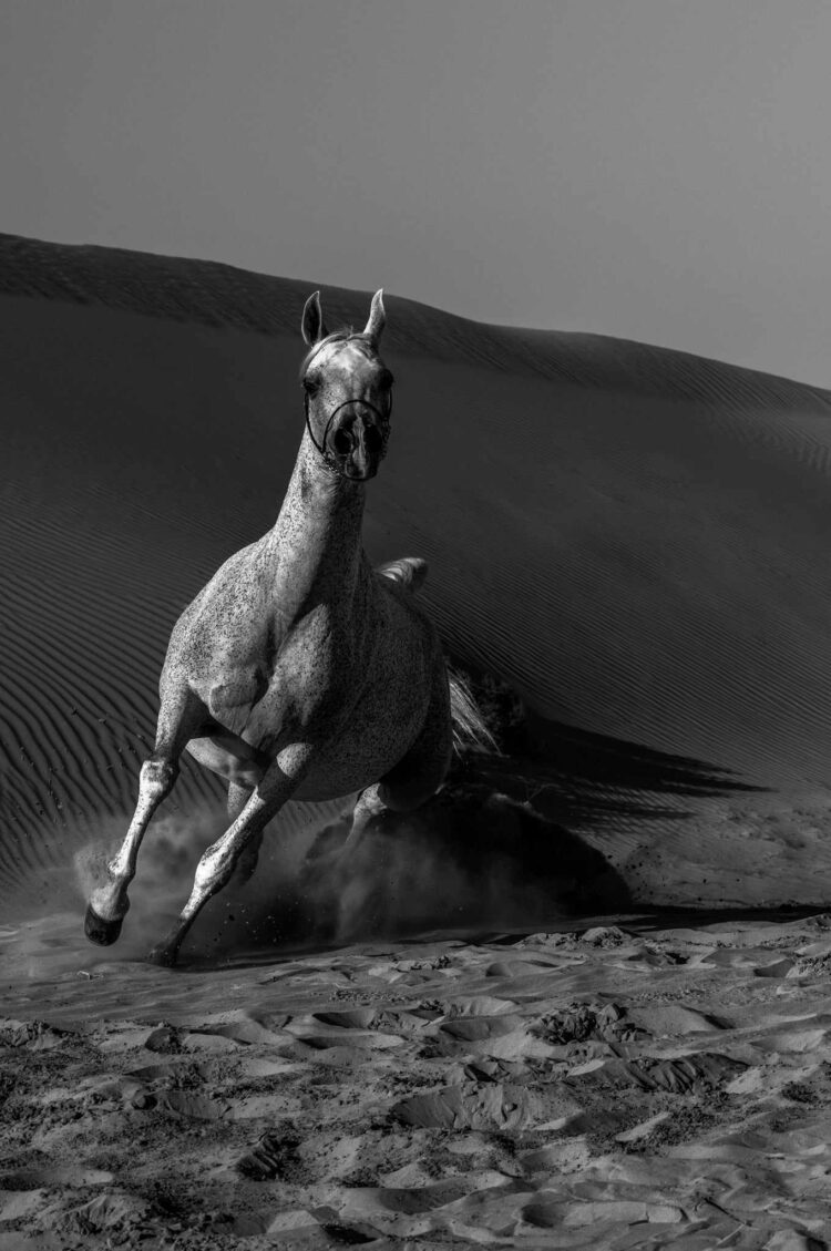 فاطمة الموسى – الإمارات العربية المتحدة​ ​ ​ – جائزة الشخصية الفوتوغرافية الواعدة