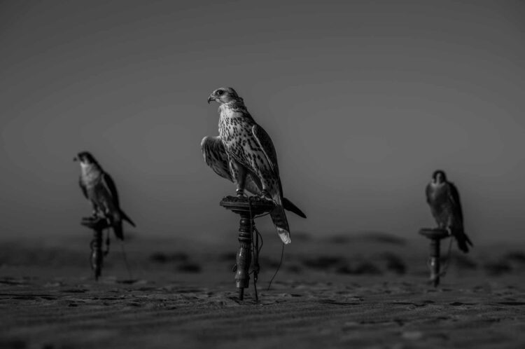 فاطمة الموسى – الإمارات العربية المتحدة​ ​ ​ – جائزة الشخصية الفوتوغرافية الواعدة