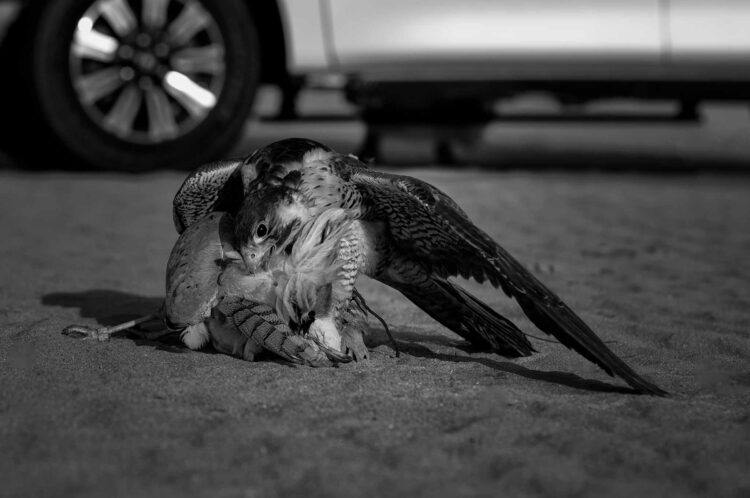 فاطمة الموسى – الإمارات العربية المتحدة​ ​ ​ – جائزة الشخصية الفوتوغرافية الواعدة