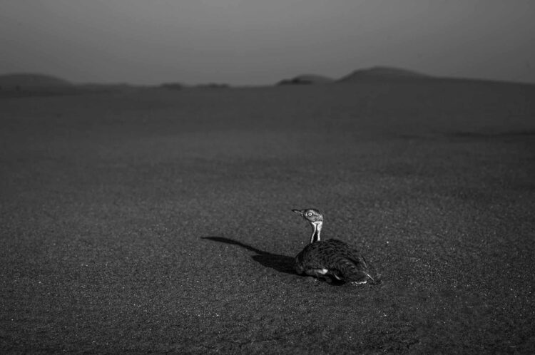 فاطمة الموسى – الإمارات العربية المتحدة​ ​ ​ – جائزة الشخصية الفوتوغرافية الواعدة