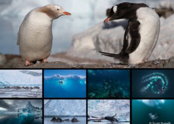 فوتوغرافيا – معركة “البورتفوليو” حيثُ تتنافس النخبة !