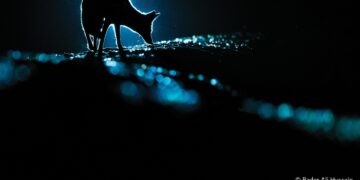 فوتوغرافيا – تألق العدسة السعودية والكويتية والعُمانية .. في حرب الألوان