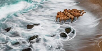 فوتوغرافيا – حمدان بن محمد للتصوير .. فضاء تألّق عدسات العرب عالمياً (1-2)