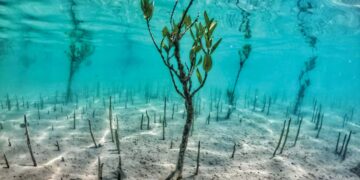 فوتوغرافيا – الحوسني يلتقط “رقصة أشجار القرم”