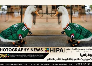 فوتوغرافيا – البطة “ميرلين” .. الصورة الطريفة لكأس العالم